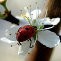 un petit air de printemps...