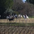 Petite Camargue (1)