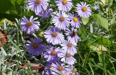 LES FLEURS DU SAMEDI