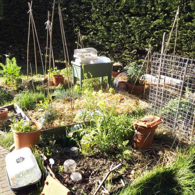 Dans mon potager, in my kitchen garden ...