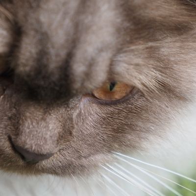 Le chat 🐱et le soleil ☀️