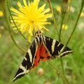 LE PETIT MONDE DES INSECTES DU MOMENT