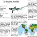 Le requin renard