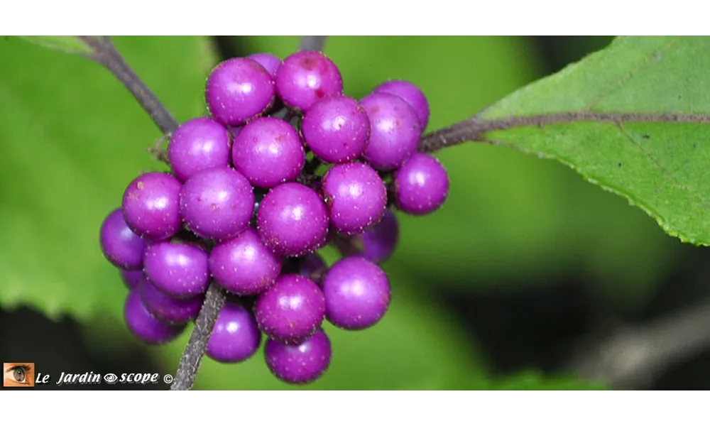 Le Callicarpa, un arbuste à la fructification spectaculaire 