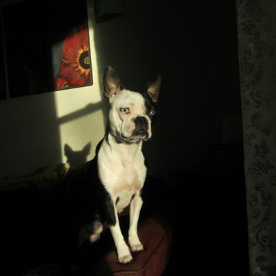 Roxy the boston terrier from Montreal