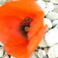 Comme un ptit coquelicot nouveau 