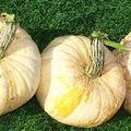 Halloween : grande fête des courges !