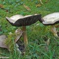 Un Agaric à rejeter pour comestibilité douteuse !