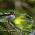 Sortie Nature avec Didier Massoulle