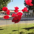 PETITE ANNONCE - Coquelicots