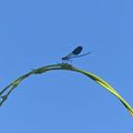 Arc en bleu ....