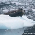 [Alaska - Usa] Prince William Sound