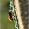 Osmie cornue   : Abeille solitaire