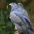 Buse aguia * Black chested buzzard eagle