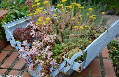 Des sedum par ici, des sedum par là et des joubardes…