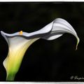 Arum Aethiopica