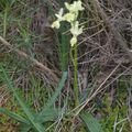 A la découverte des orchidées du Var : L’Orchis de Provence