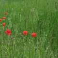 Quelle est donc cette fleur ? Vous reprendrez bien un peu d'été ?