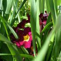 Fleurs de campagne, 