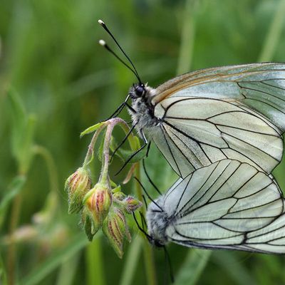 Aporia crataegi (le Gazé)