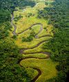 Bassin du Congo : 62 millions Usd consacrés à la conservation des écosystèmes