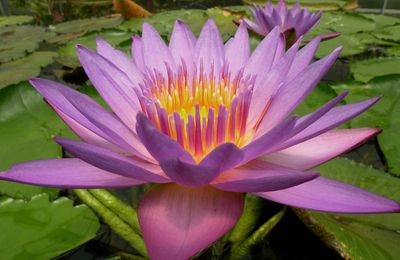 Après le lotus en noir et blanc ... le nymphéa en couleurs ... histoire de tester la colorthérapie ...