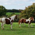 Chevaux au pré