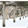 NEIGE DANS UN PARC