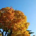 Le ciel brillant de l'automne