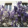 Le printemps, après le vent…