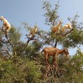 La fameuse Huile d'Argan Marocaine 