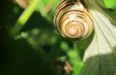 Une belle rencontre dans une forêt danoise