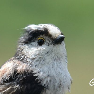 Pour mon Orianou qui coche les Parulines