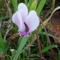 LE CYCLAMEN