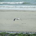 Ballade en bord de mer