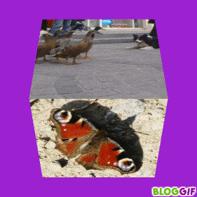 CUBE PAPILLON COCCINELLE CYGNE CANARD