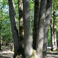 LES "6 CHÊNES" DU BOIS DE LA BANNIE, une cépée remarquable de Haute Marne. 52400. visite du 22 juillet 2012.