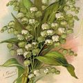 Muguet du 1er mai ou le retour des beaux jours !