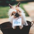 Le Lapin de Pâques 2025 d'Anne25