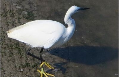 Aigrette , goélands adultes et juvéniles , mouette , oiseaux du Finistère sud en Bretagne