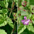 Géranium Herbe-à-Robert (Géraniacées)