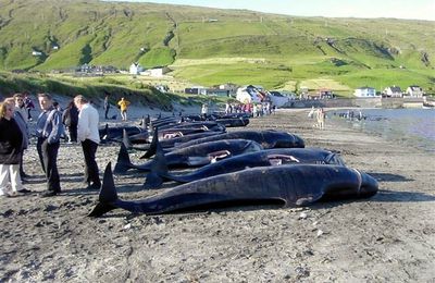 Massacre de dauphins et de baleines pilotes aux Iles Féroé : une pétition pour arrêter ça.