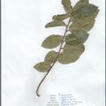 Herbier Quercus coccifera Chêne kermès