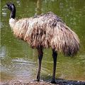 EMU