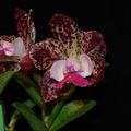 passions pour les orchidées