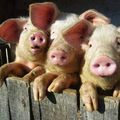 L'édifiant exemple des trois petits cochons