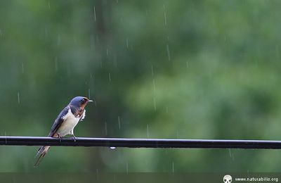 La pluie