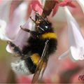 Le bourdon butine , Bombus terrestris , Hyménoptères