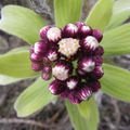 Fleurs d'une espèce velouté