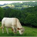 Un peu de campagne pyrénéenne.....